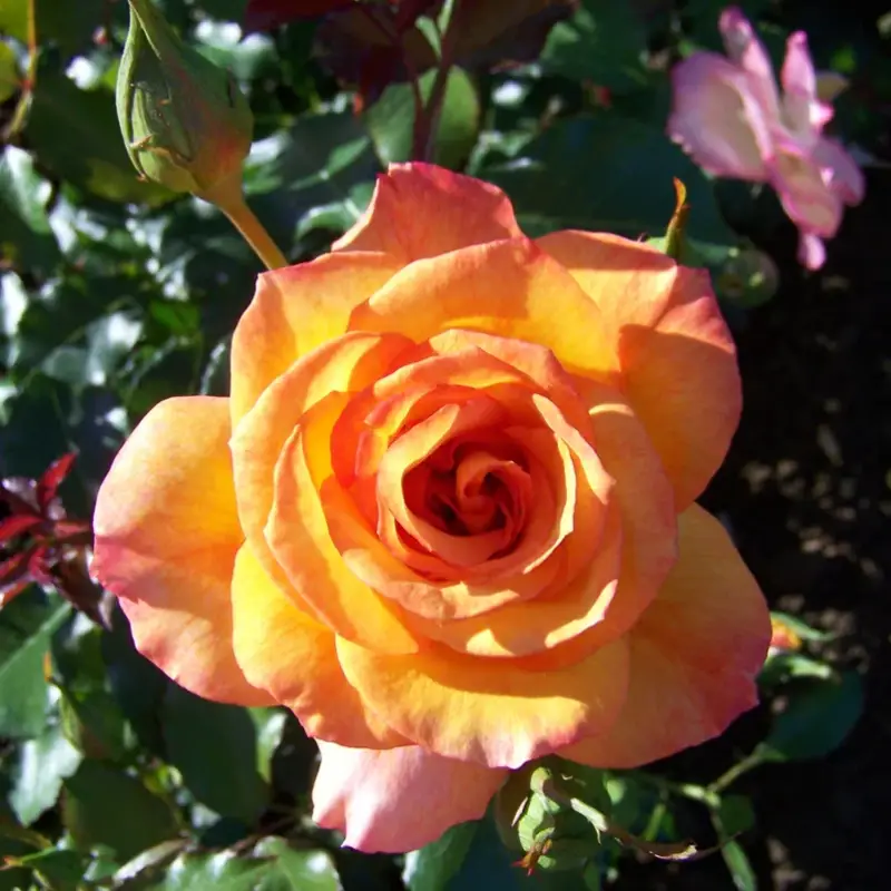 Preiswert Strauchrose 'Sahara®', goldgelb bis bronzerot, Topf 5 Liter