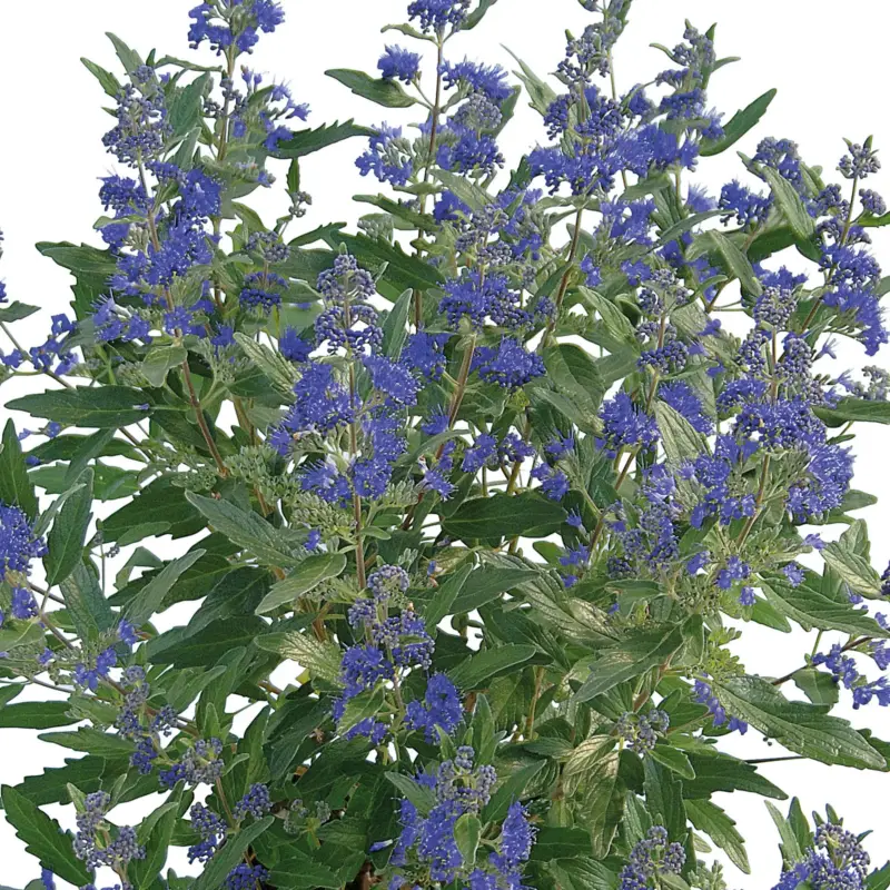 Dunkelblaue Bartblume 'Blue Cloud®', Topf 3 Liter Geprüft
