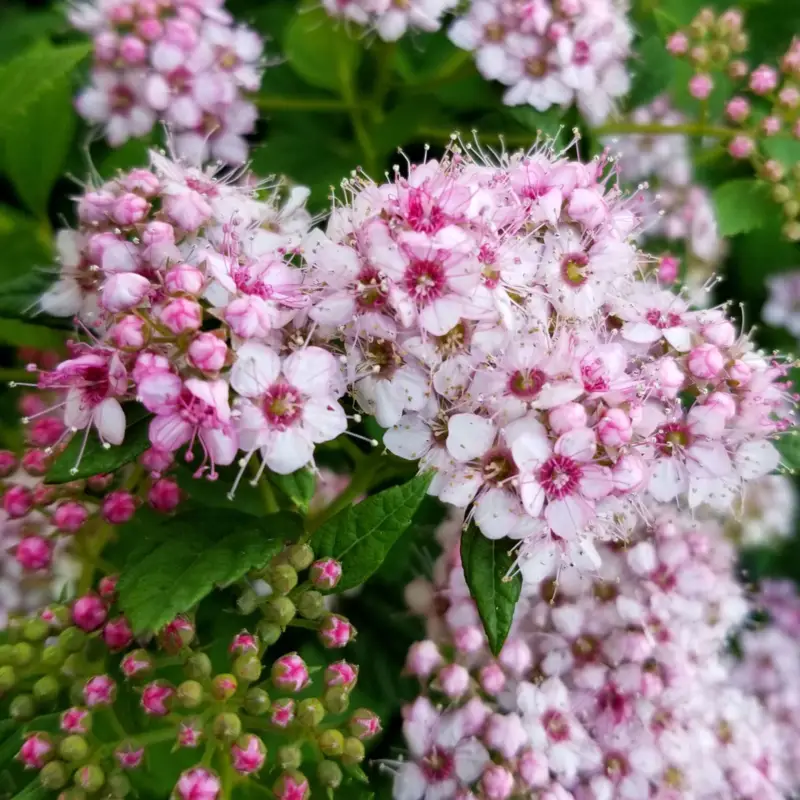 Zwergsommerspiere 'Little Princess', rosa, Höhe 25-30 cm, im 5 lt. Topf Highlight