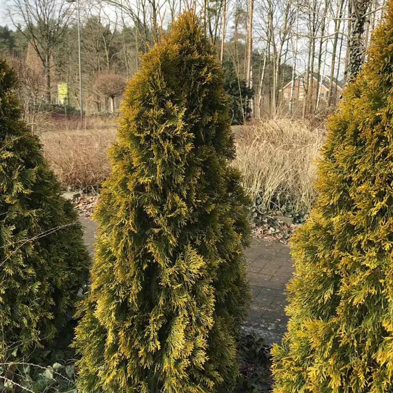 Thuja occ. 'Golden Smaragd'®, Höhe 060/080, im 15 Lt. Topf Solange Der Vorrat Reicht