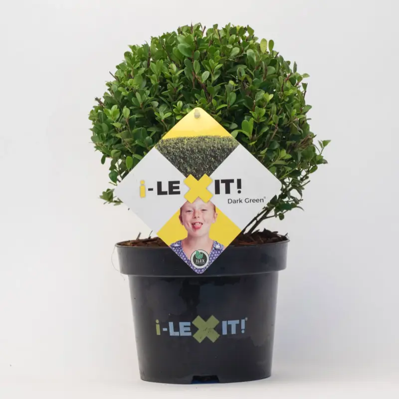Direkt Vom Hersteller Ilex crenata 'Dark Green®', Kugel mit ca. 15 cm Ø, Topf-Ø 17 cm