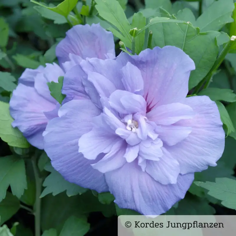 Garten-Hibiskus 'Blue Chiffon®', blau-violett, 40-60 cm hoch, Topf 5 l Bestpreis