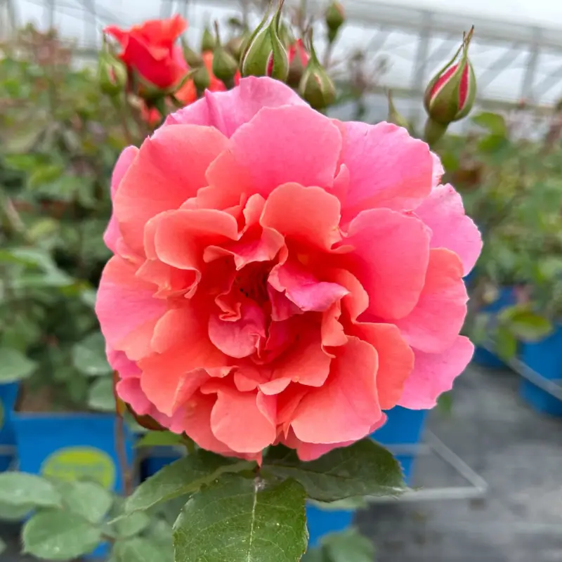 Duftende Kletterrose 'Alibaba®' (Synonym Bad Homburg), lachsrosa, Topf 5 Liter Preisreduziert