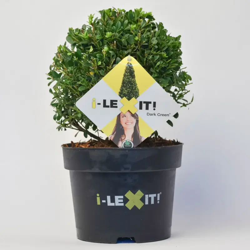Sonderangebot Ilex crenata 'Dark Green®', Kugel mit ca. 20 cm Ø, Topf-Ø 19 cm