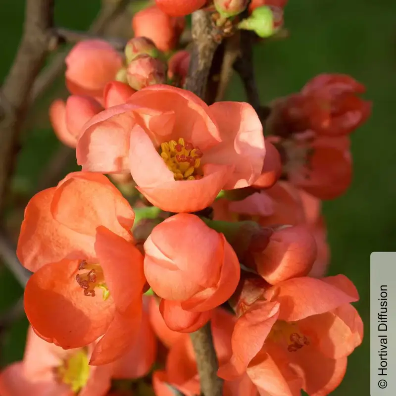 Zierquitte 'Friesdorfer Typ 205', Chaenomeles, hellrot, Topf 5 Liter Aktuell