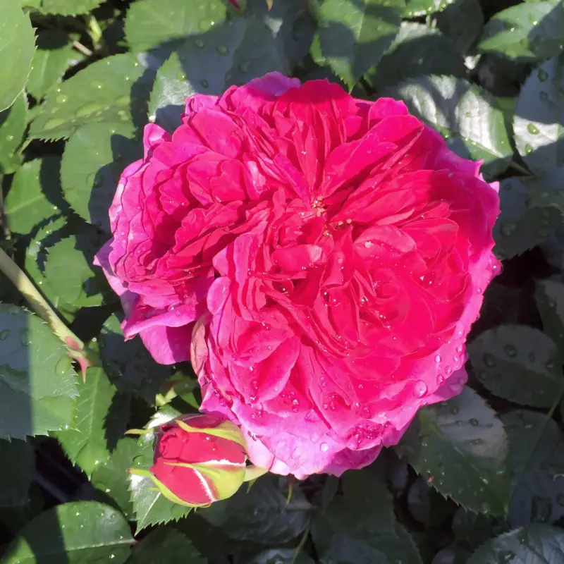 Duftende Strauchrose 'Soul'®, purpur-violett, Top 5 Liter Günstig