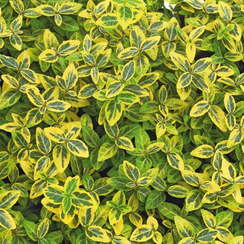 Sonderaktion Euonymus fortunei 'Emerald Gold' gelbgrün,Topf-Ø 9 cm, 12er-Set