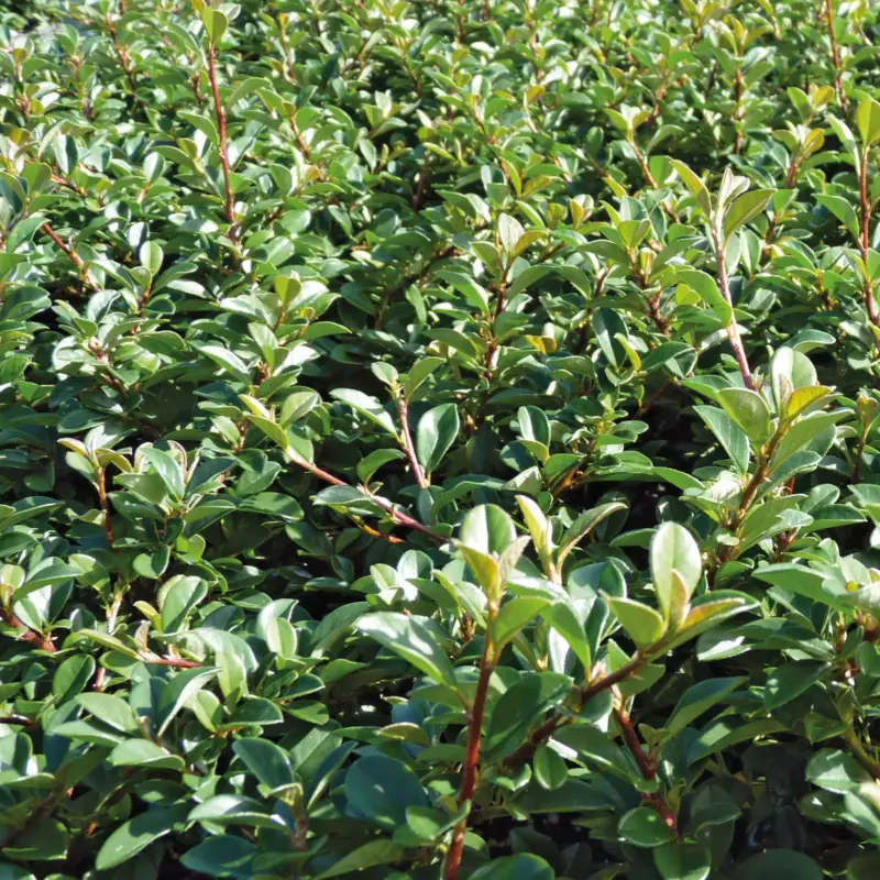 Saisonangebot Cotoneaster dammeri 'Eichholz', Topf-Ø 9 cm, 12er-Set