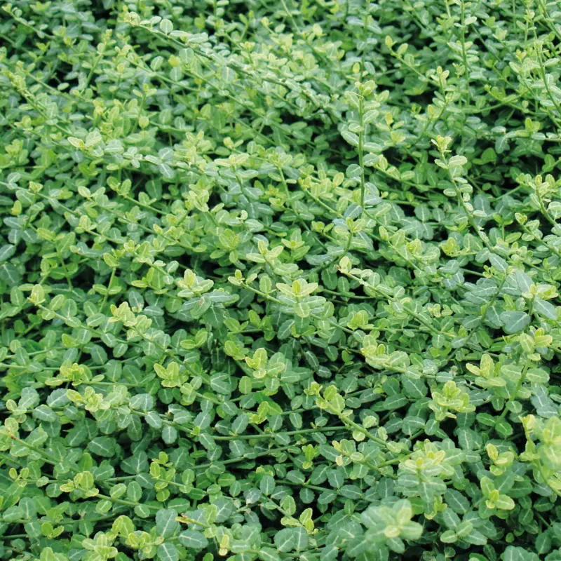 Expressversand Euonymus fortunei 'Minimus', Topf-Ø 9 cm, 12er-Set