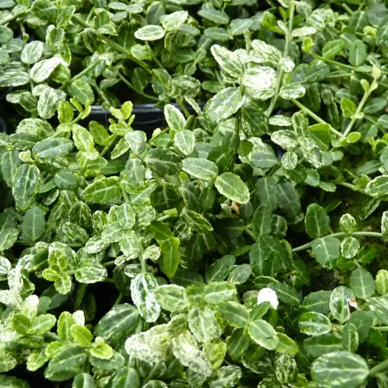 Euonymus fortunei 'Silverstone®', Topf-Ø 9 cm 9 cm, 12er-Set Neuheit
