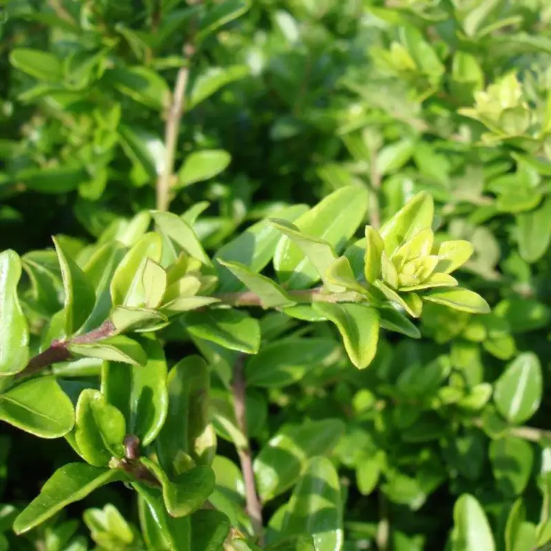 Lonicera nitida, Topf-Ø 9 cm, 12er-Set Letzte Chance