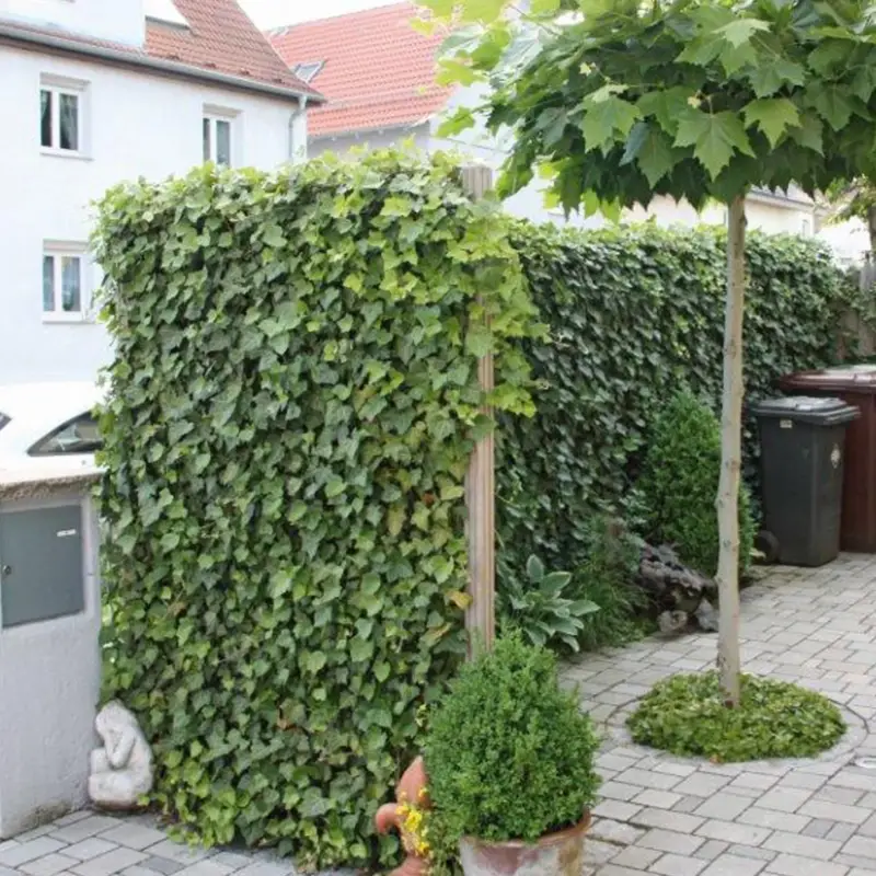 Versand Am Gleichen Tag Hecke am laufenden Meter® Efeu, 120x100 cm