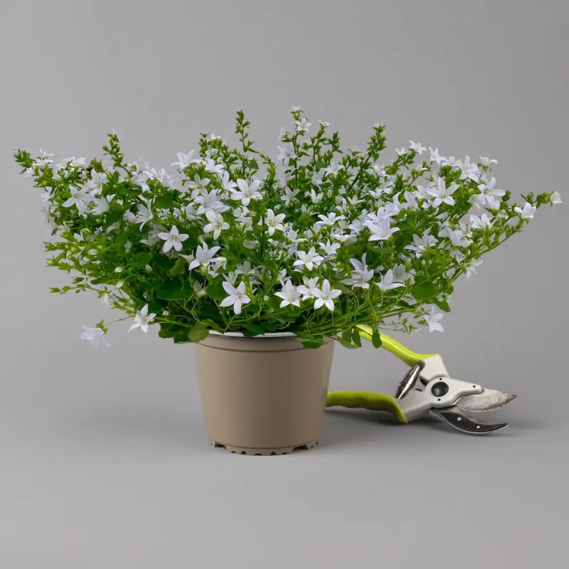 Polster-Glockenblume 'Adansa® White' weiß, Topf-Ø 15 cm, 3er-Set Neu Im Sortiment