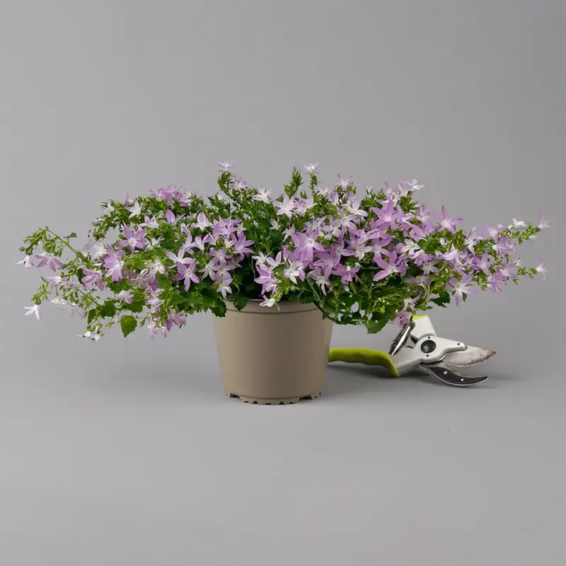 Expressversand Hängepolster-Glockenblume 'Adansa® Pink' rosa, Topf-Ø 15 cm, 3er-Set