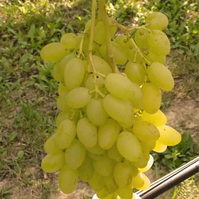 Neuheit Kernlose Tafeltraube 'Sonja'Ⓢ, Höhe ca. 50 cm, Topf 3 Liter