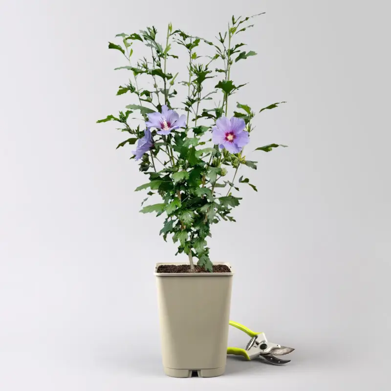 Neu Im Sortiment Garten-Hibiskus 'Marina', violettblau, 40 - 60cm hoch, Topf 5 l
