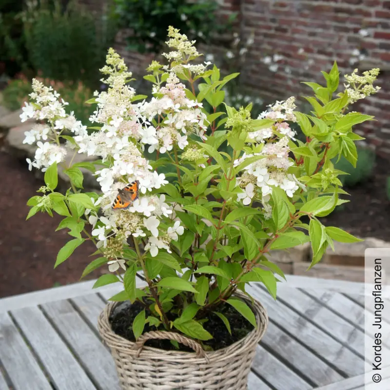 Rispenhortensie 'Confetti'®, Hydrangea paniculata, weiß, Topf 5 Liter Neuheit