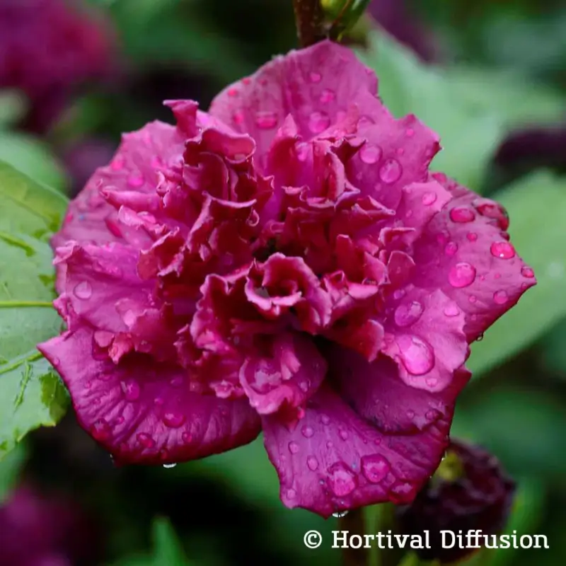 Garten-Hibiskus 'French Cabaret® Red', rotviolett, 40-60 cm hoch, Topf 5 l Saisonangebot