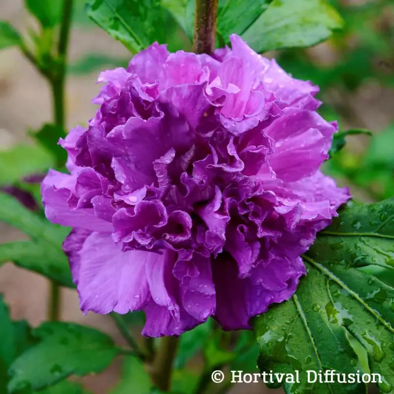 Neu Garten-Hibiskus 'French Cabaret® Purple', blauviolett, 40-60 cm hoch, Topf 5 l