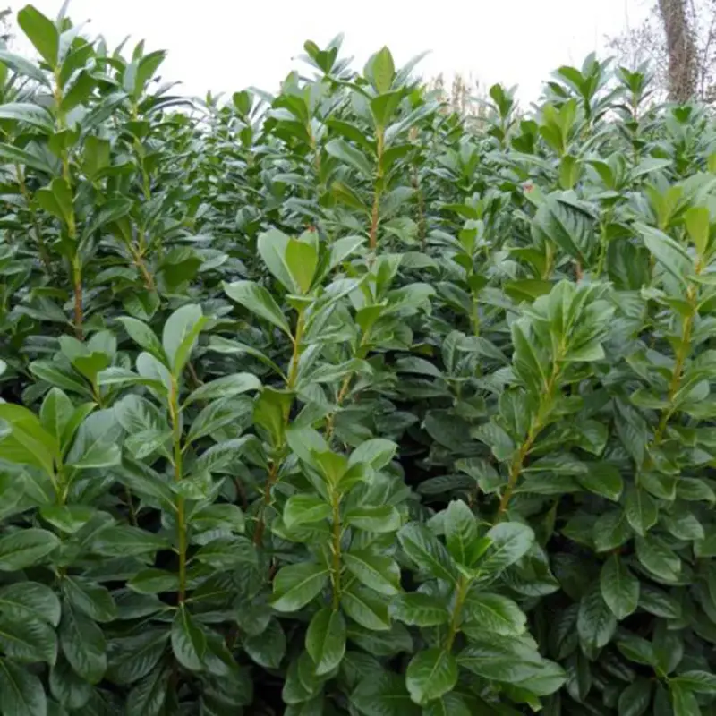 Top-Angebot Kirschlorbeer 'Novita', 080/100 cm, 15 lt. Topf