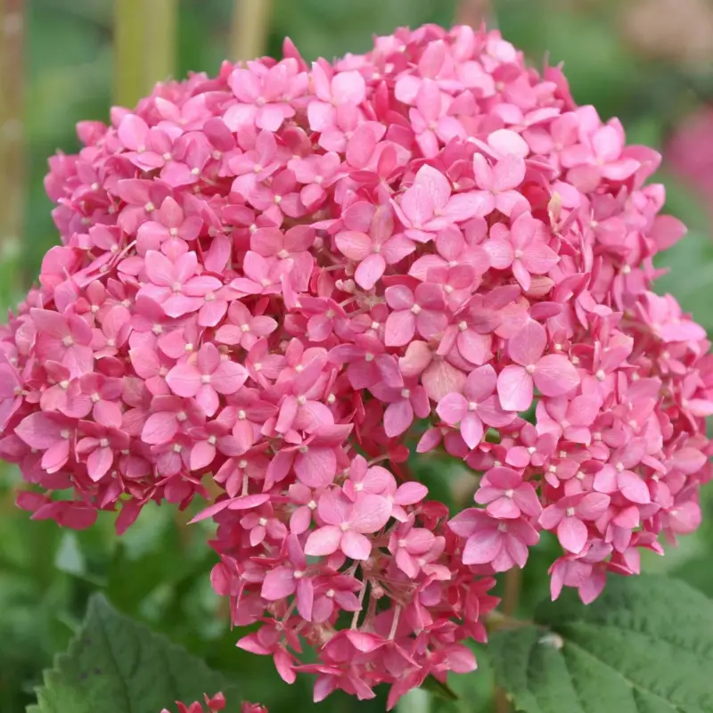 Gehölz-Set Gartenhortensien weiß/rosa, 3er-Set, Topf je 4,6 Liter Markenprodukt