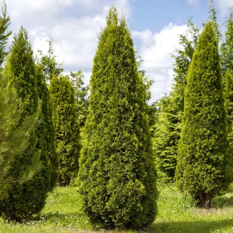 Neue Ware Thuja occidentalis "Smaragd", 10er-Set, Höhe 20-30 cm, Topf 2 Liter