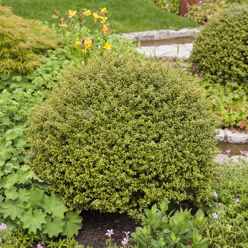 Neu Im Sortiment 10er-Set Japanischer Ilex 'Glorie Gem' Höhe 15-20 cm, 2 Liter Topf