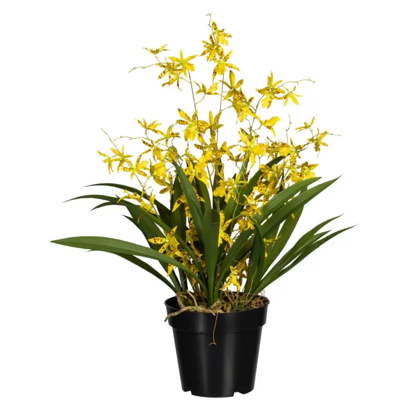 Nur Heute Künstliche Orchidee 'Dancing Queen', gelb, Höhe ca. 60 cm