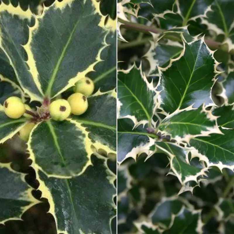 Buntlaubige Stechpalmen - Ilex, 2er-Set, Höhe 30-40 cm, Topf je 5 Liter Aktuell
