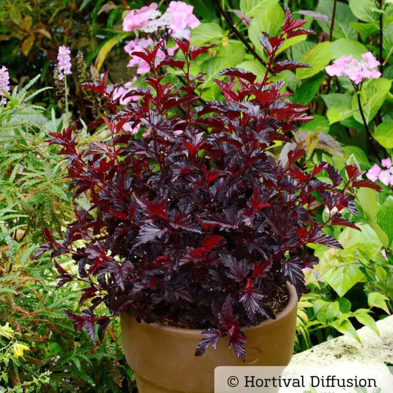 Abverkauf Schwarzrote Blasenspiere 'All Black'®, im 5 Liter Topf
