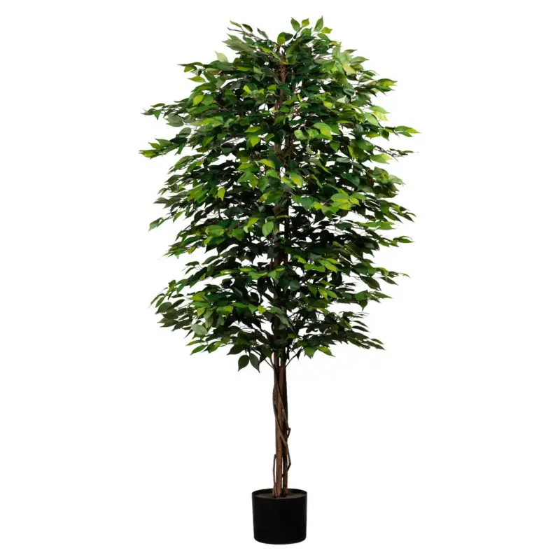 Künstliche Birkenfeige 'Ficus benjamini', Höhe ca. 210 cm Nur Heute