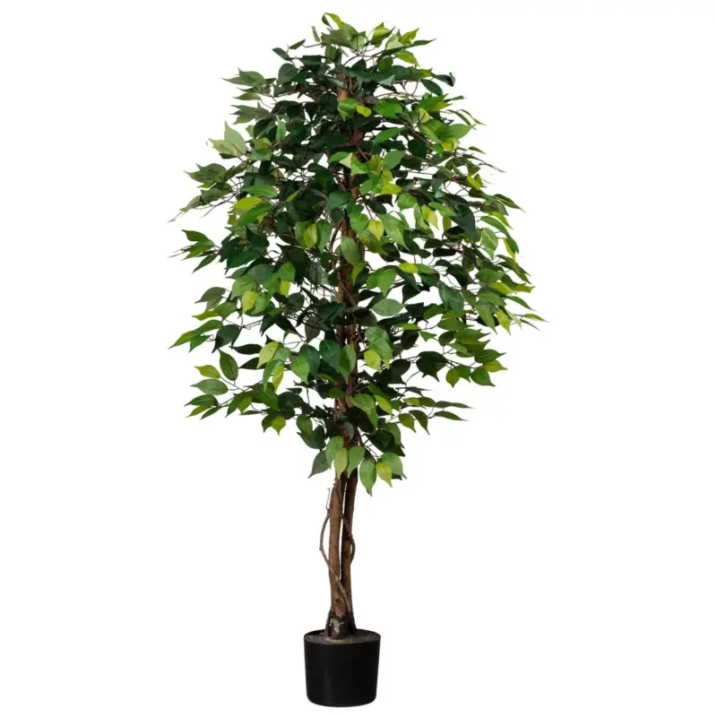 Schneller Versand Künstliche Birkenfeige 'Ficus benjamini', Höhe ca. 150 cm