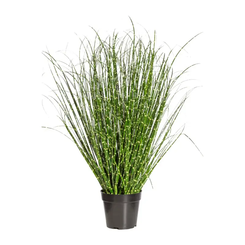 Kunstpflanze Chinaschilfgras, Höhe ca. 80 cm Schnäppchen