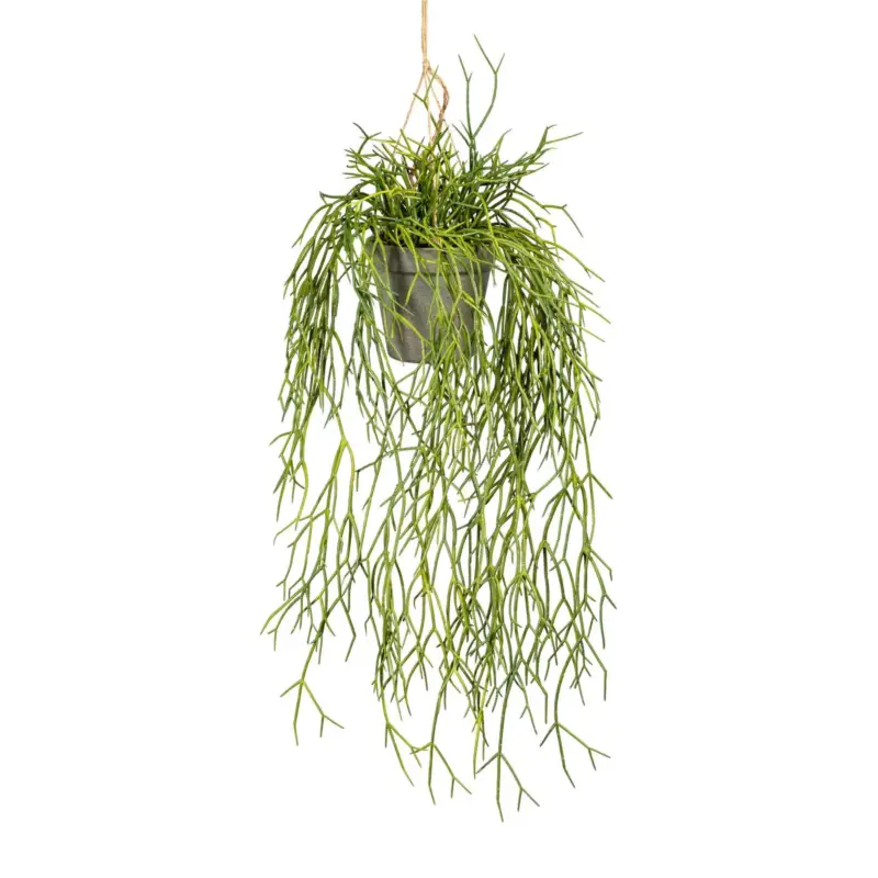 Kunstpflanze Rhipsalishänger, Höhe ca. 60 cm Preisreduziert