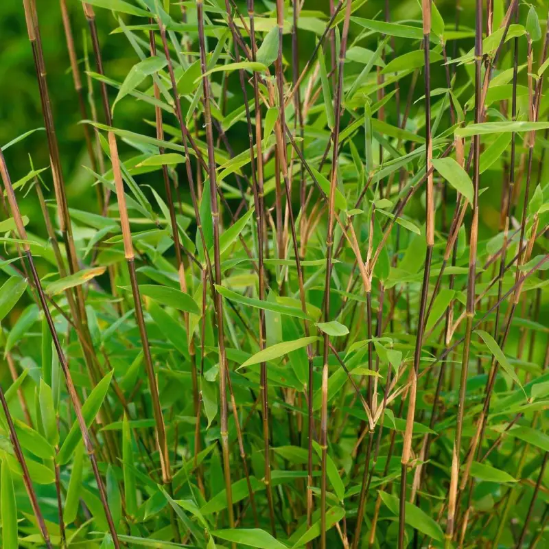 Echt Bambus Fargesia nitida 'Volcano', Höhe 80-100 cm, Topf 10 Liter