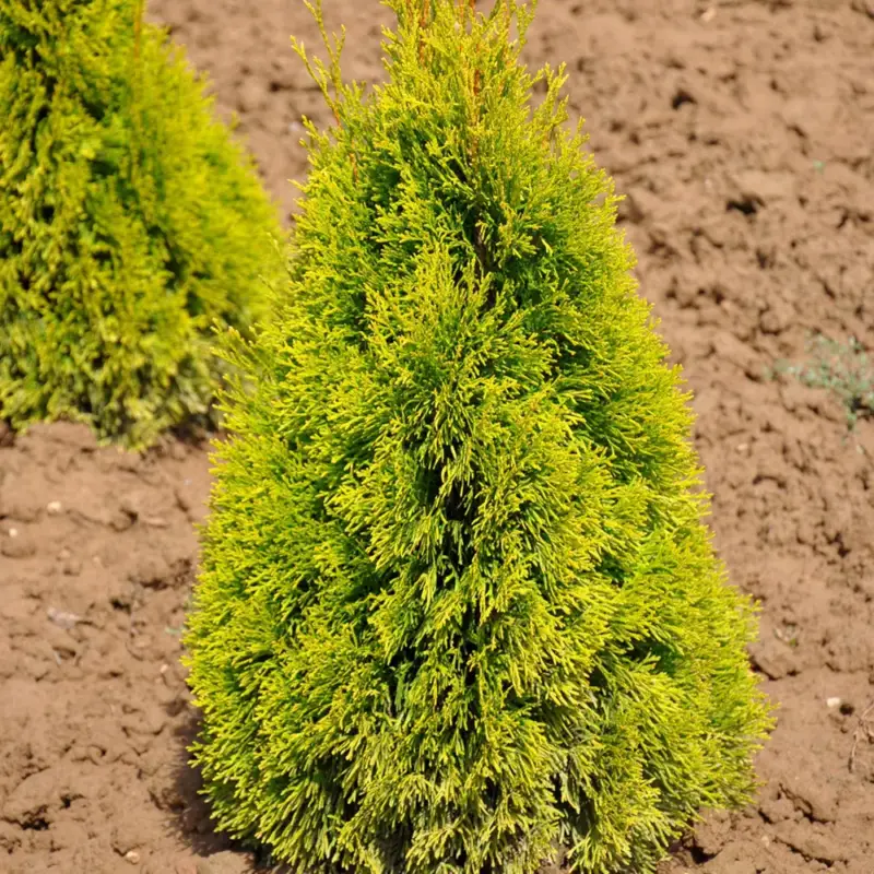 Heckenkonifere Thuja occ. "Golden Smaragd"®, 60er-Set, Höhe 40-60 cm, Topf 3 l Rabatt