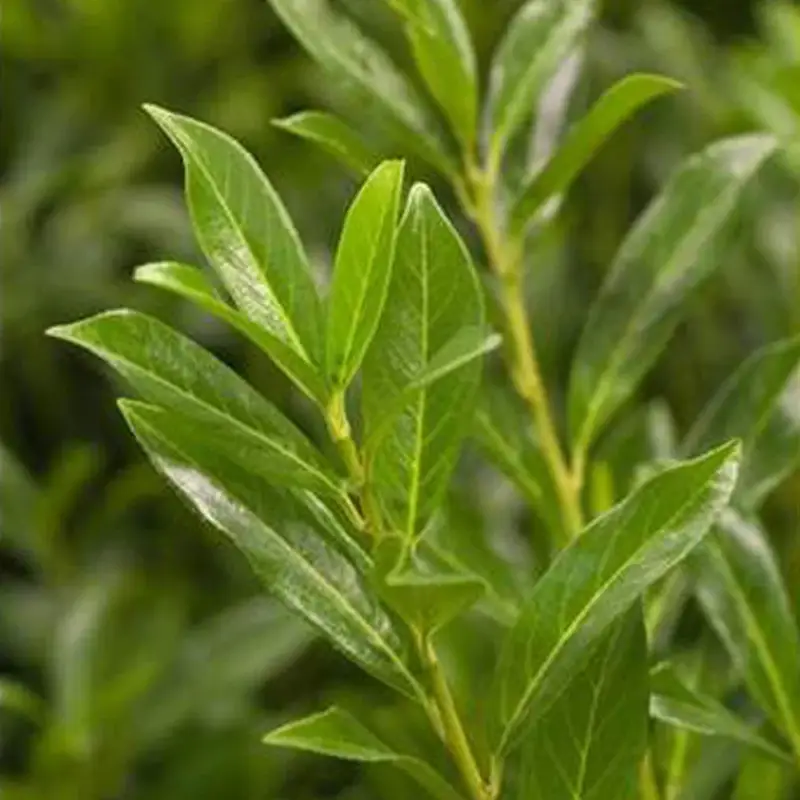 Kirschlorbeer 'Caucasica', Höhe 40-60 cm, Topf 5 Liter, 50er-Set Nur Für Kurze Zeit