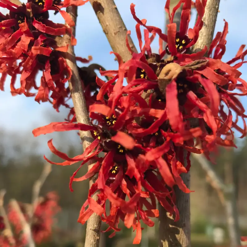 Hamamelis x intermedia ROT, Höhe 60-80 cm, Topf 7,5 Liter Neu