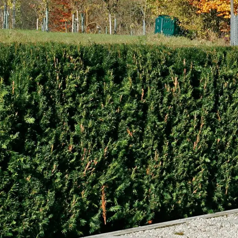 Direktkauf Heckeneibe Taxus baccata 'Westerstede', 100er-Set, Höhe 30/40 cm, Topf 3 Liter