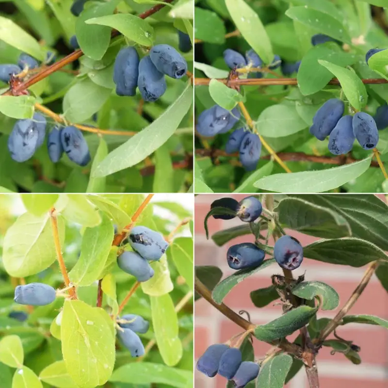 Sibirische Heidelbeeren (Lonicera kamtschatica) 4er-Set, Höhe 25-30 cm, Topf 3 l Beliebt