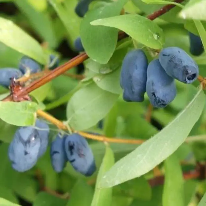 Sale 4er-Set Sibirische Blaubeere MyBerry® 'Bee' (Lonicera kamtschatica), Höhe 25-30 cm, im 3 Liter Topf