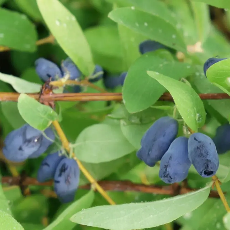 4er-Set Sibirische Blaubeere MyBerry® 'Sweet' (Lonicera kamtschatica), Höhe 25-30 cm, im 3 Liter Topf Neu Im Sortiment
