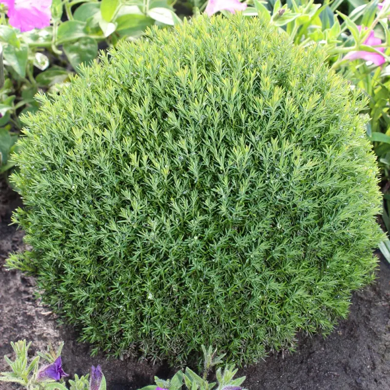 Neue Kollektion Kuschellebensbaum, Thuja occ. 'Teddy',12er-Set, Höhe 15-20 cm, Topf 1,5 Liter