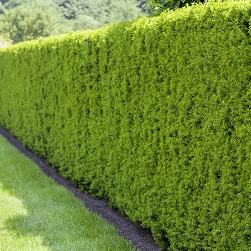 Heckeneibe Taxus media "Hillii", 100er-Set, Höhe 30-40 cm, Topf 3 Liter Preis Gesenkt