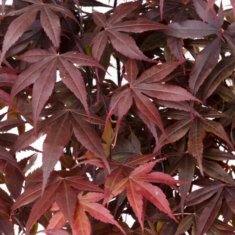 Saisonangebot Roter Fächerahorn 'Bloodgood', Höhe 40 - 60 cm, Topf-Ø 19 cm