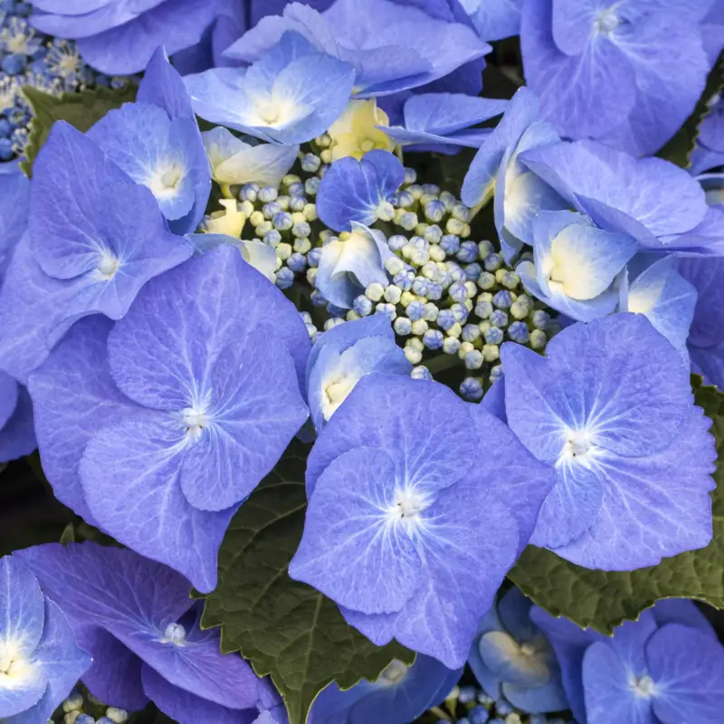 Beliebt Kölle Tellerhortensie, Hydrangea macropylla, blau, im 5 lt. Topf
