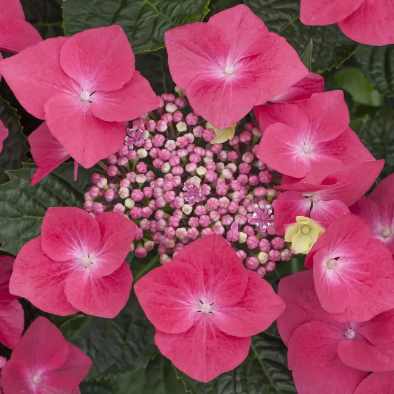 Echt Kölle Tellerhortensie, Hydrangea macropylla, rot, im 5 lt. Topf