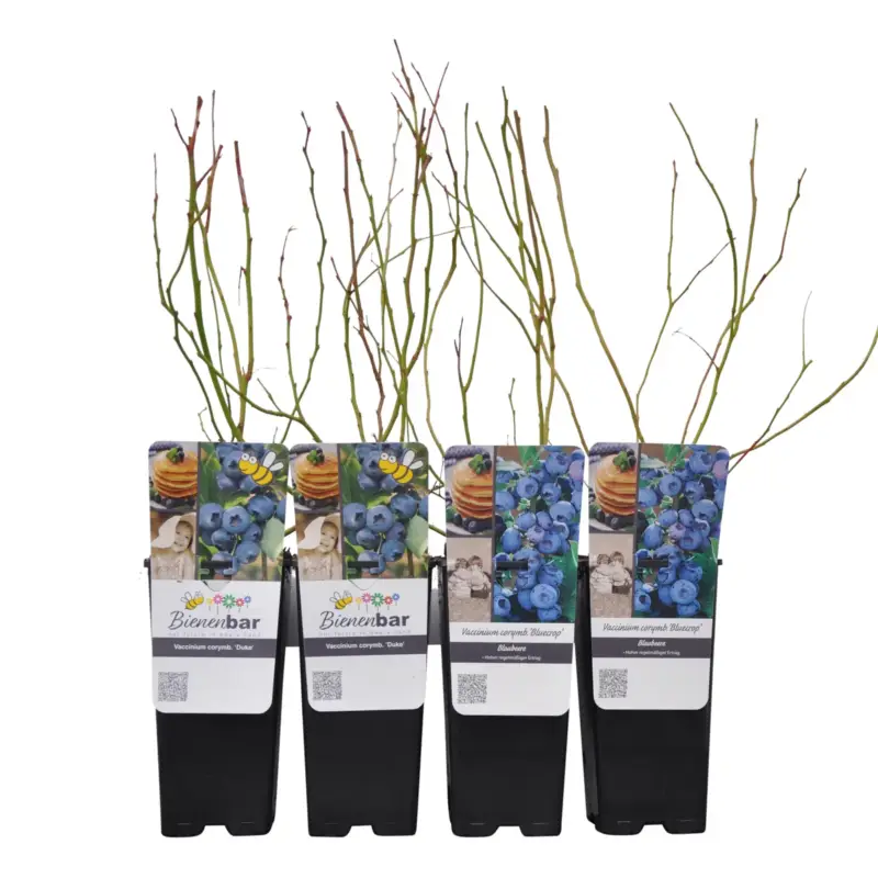 Echt Heidelbeeren 'Frühe Ernte', 4er-Set, Topf je 2 Liter