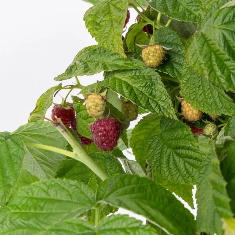 Zwerghimbeere Lowberry® Little Sweet Sister® , 5 l Topf Nur Heute