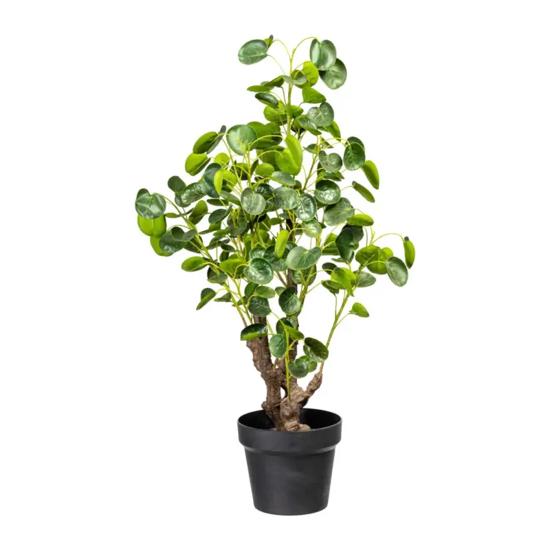 Saisonangebot Kunstpflanze Pileapflanze, Höhe ca. 77 cm
